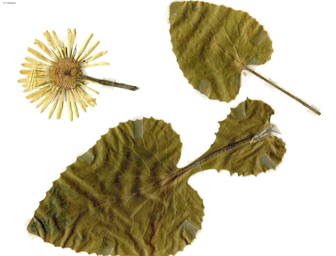 Doronicum pardalianches (Asteraceae)